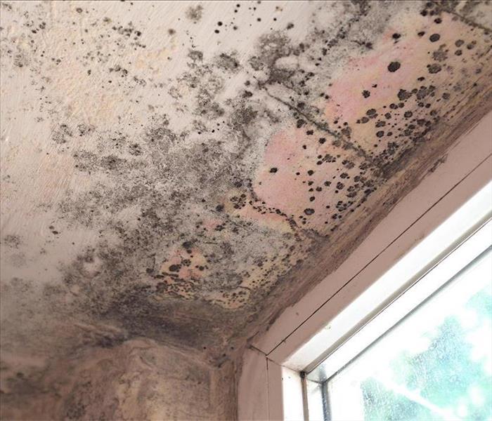 Mold infestation growing on a ceiling.